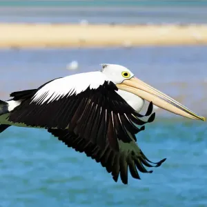 Pelican in flight Pelican in flight
