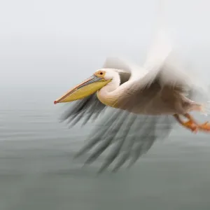 Pelican in Flight close up with blurred wings as it passes by