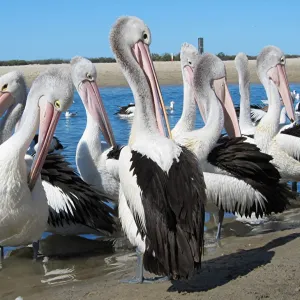 Framed and Canvas Prints plus a lot more: Australian Animals