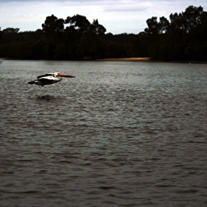 Pelican hovering along the Noosa River