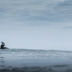 Pelican in Nicaragua