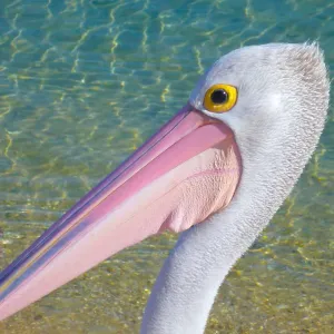 Pelican Portrait