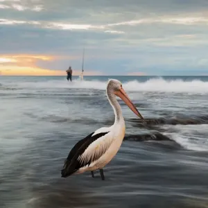 Pelican portrait Pelican portrait