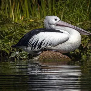 Pelican sitting on a rock reflected onto the water. (Pelecanus conspicillatus)