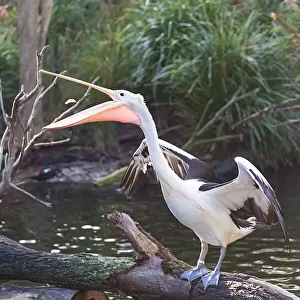 Pelican Standing on Tree Feeding On Fish