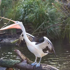 Pelican Standing on Tree Feeding On Fish