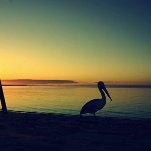 Pelican stands beside calm sea at sunset