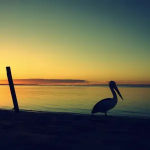 Pelican Print at Monkey Mia Sunset