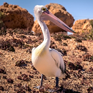 Pelican at Streaky Bay, South Australia