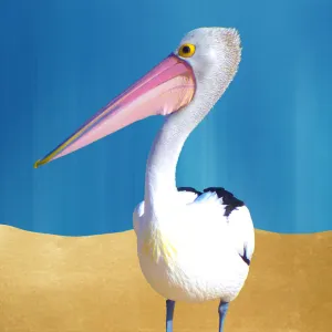 pelican world