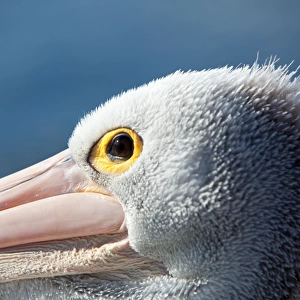 Pelicans, close-up