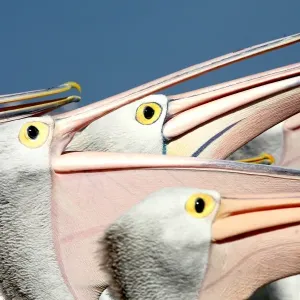Pelicans (Eyes Have It)