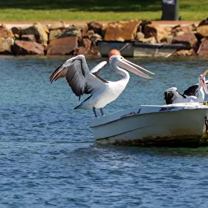 Pelicans at Sea Resting on a Boat