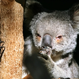 Pensive koala