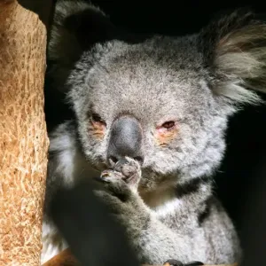 Pensive koala Pensive koala
