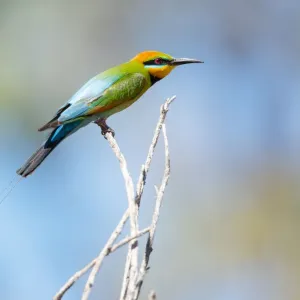 Perched
