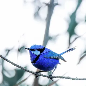 Perching Male Splendid Fairywren - Malurus splendens Perching Male Splendid Fairywren - Malurus splendens