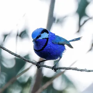 Perching Male Splendid Fairywren - Malurus splendens Perching Male Splendid Fairywren - Malurus splendens