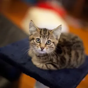 Percy