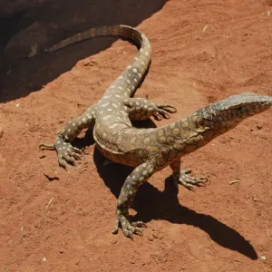 Perentie Print, Varanus giganteus, Alice Springs Perentie Print, Varanus giganteus, Alice Springs