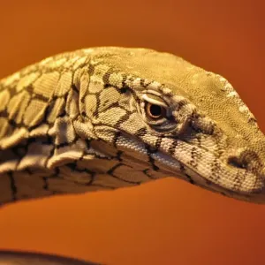 Perentie Lizard Print - Large Native Australian Reptile
