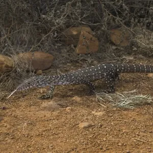Varanus giganteus Print - Large Perentie Monitor Lizard in Arid Landscape