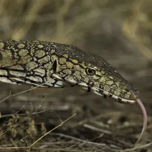 Perentie monitor lizard