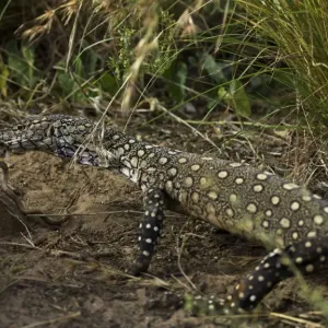 Perentie Monitor Lizard Print