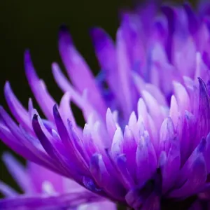 Perfect Purple