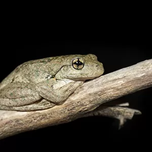 Perons Tree Frog (Litoria peroni)