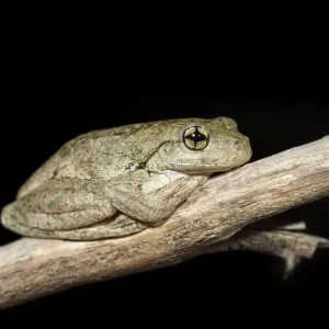 Pfeilhornfrosch (Litoria peroni) Pfeilhornfrosch (Litoria peroni)
