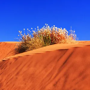 Perry Sandhills, Red Dunes Against Clear Blue Sky