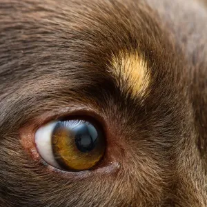 Australian Kelpie Eye Print