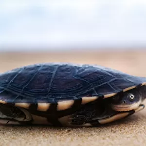 Pet turtle on beach
