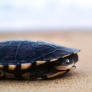 Pet turtle on beach