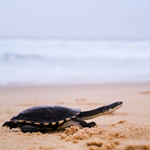 Pet turtle running along sand by sea
