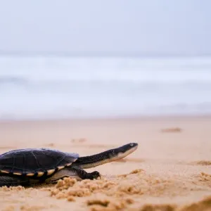 Pet turtle running along sand by sea