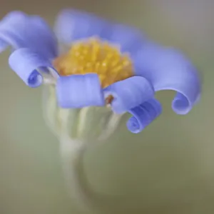Fouilles de pétales.
