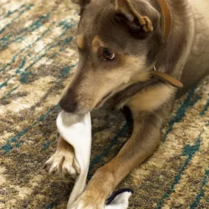 Dog Chewing on Master's Sock Print