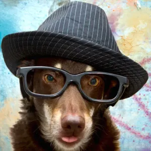 Pets Wearing Glasses Pets Wearing Glasses