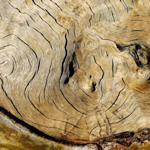 Australian Wood Texture Print