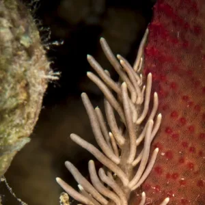 Phyllodesmium briareum Nudibranch