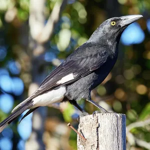 Pied Currawong in Lamington National Park