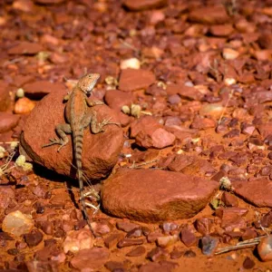 Pilbara Ring Tailed Dragon