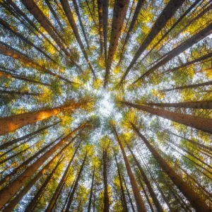 Sugar Pine Forest Print on Ant View