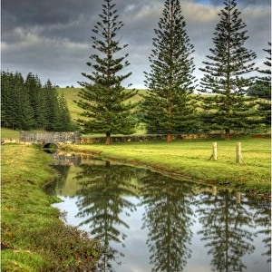 Pine trees reflecting in a pond filled with recent rains on the Kingston common, Norfolk Island