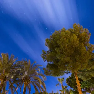 Pines and palm trees in the night