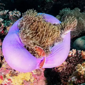 Pink anemone fish and anemone, Great Barrier Reef Marine Park