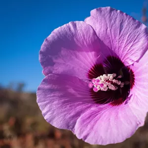 Pink Australian wildflower Sturt Desert Rose