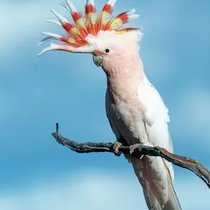 Cockatoí rojo (Lophochroa leadbeateri)